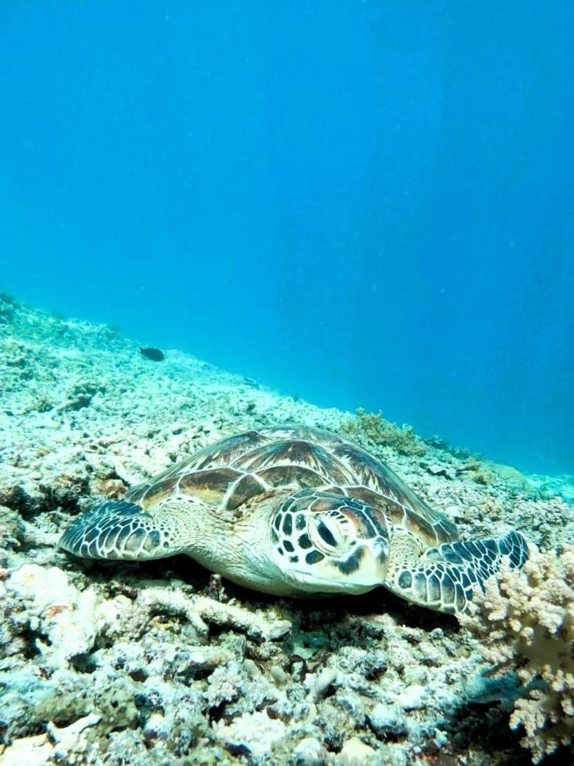 Gili Mesari Cottages & Homestay Gili Trawangan Bagian luar foto