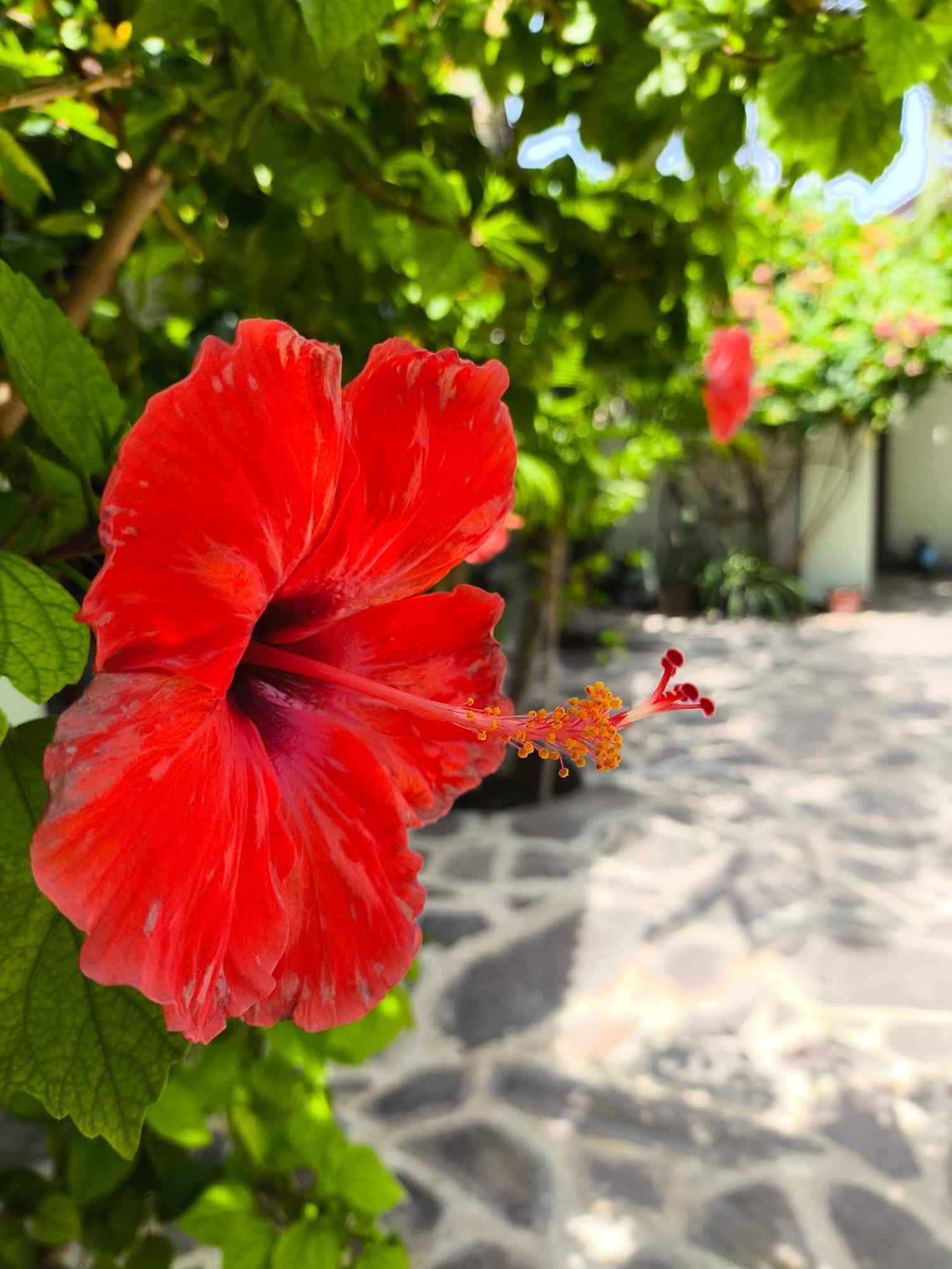 Gili Mesari Cottages & Homestay Gili Trawangan Bagian luar foto