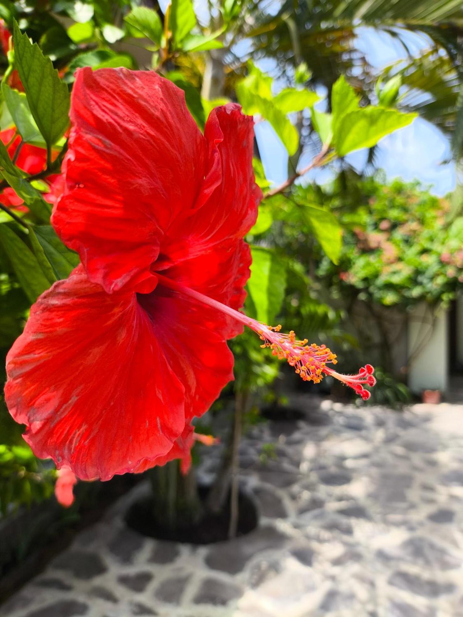 Gili Mesari Cottages & Homestay Gili Trawangan Bagian luar foto